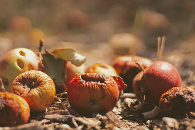 Image of rotting apples fallen to the ground by Joshua Hoehne via Unsplash