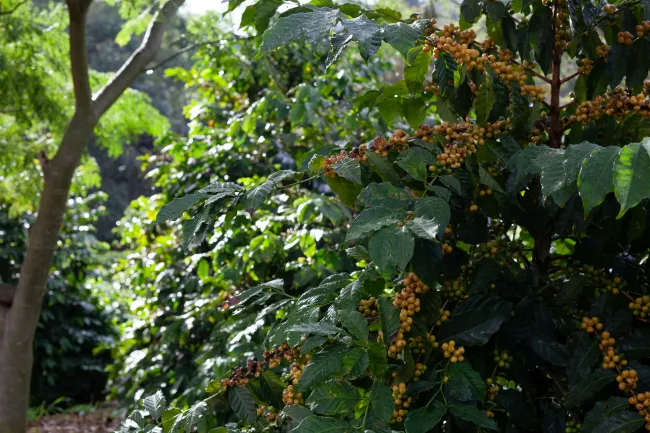 Photo of a fruiting shrub in a forest landscape. Image by PROJETO CAFÉ GATO-MOURISCO via Unsplash