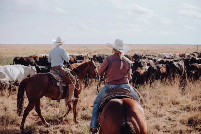 Image of two ranchers riding horses herding cattle