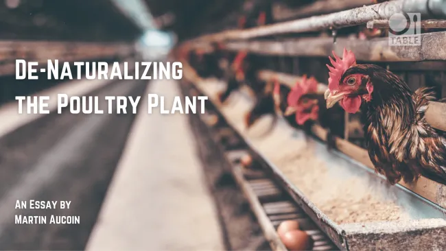 A flyer for the TABLE essay "De-Naturalizing the Poultry Plant" by Martin Aucoin. The background photo is a chicken in an industrial feedlot poking it's head out above a feed trough by Artem Beliaikin via Unsplash. 