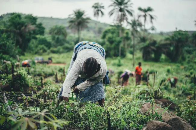 African farmer working in a field