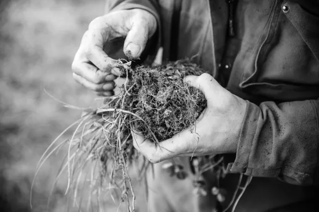 A photo of a person holding a chunk of soil with grass and clover on top and lots of roots in black and white. Photo by Alexander Turner.