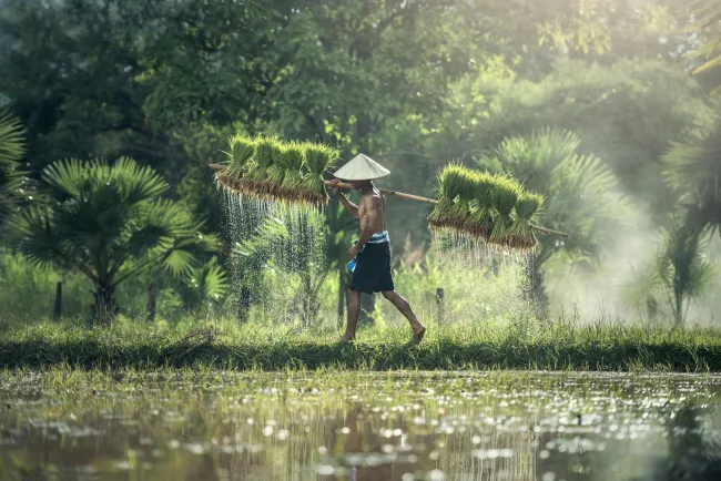 Rice farmer carrying rice bundles next to paddy
