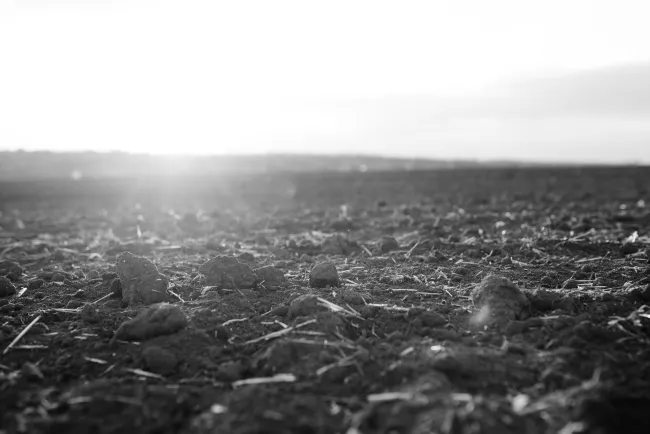 The sun sets over hay-strewn ground in black and white. Photo by AdobeStock.