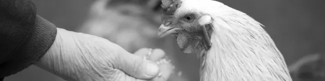 A hand feeds a chicken in black and white.