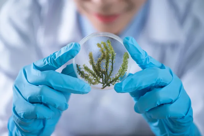 Image: Scientists holding a plate of algae. Photo by Chokniti Khongchum via Pexels