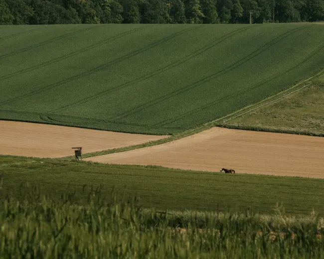 Photo of crops with horses in the background 