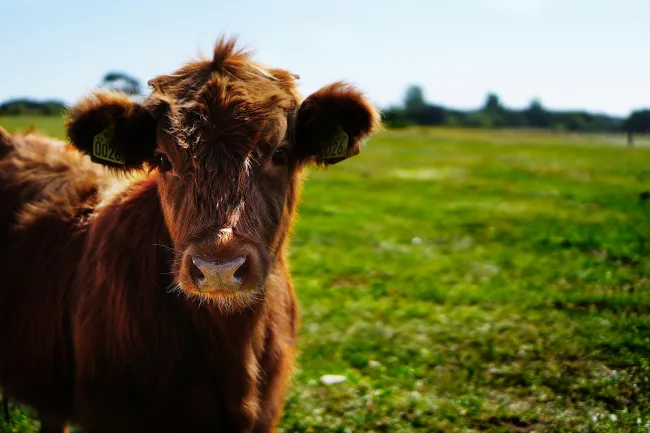 Picture of a highland cow in a field