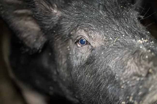 Close up of pig. Credit: Animal Rising