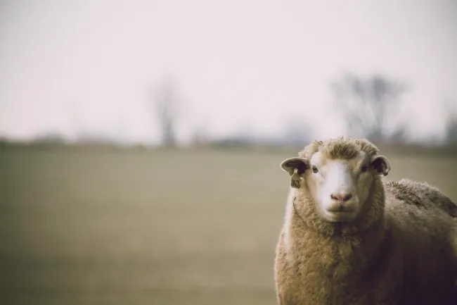 Photo of sheep in field. Credit: Dan Hamill via pexels