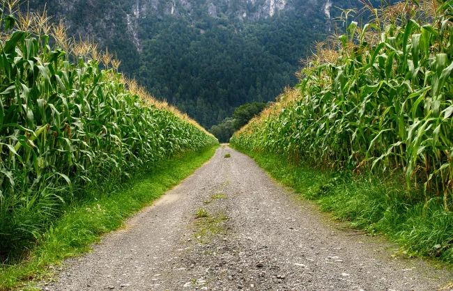 Corn fields with mountains looming. Credit: Johann Piber via Pexels. 
