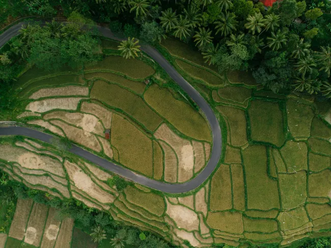 Birds eye photo of forest and crop. Credit Mikhail Nilov via pexels.