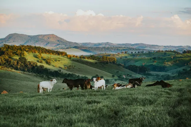 Photo of rolling hills with cows. Credit Wild Little Things via Pexels