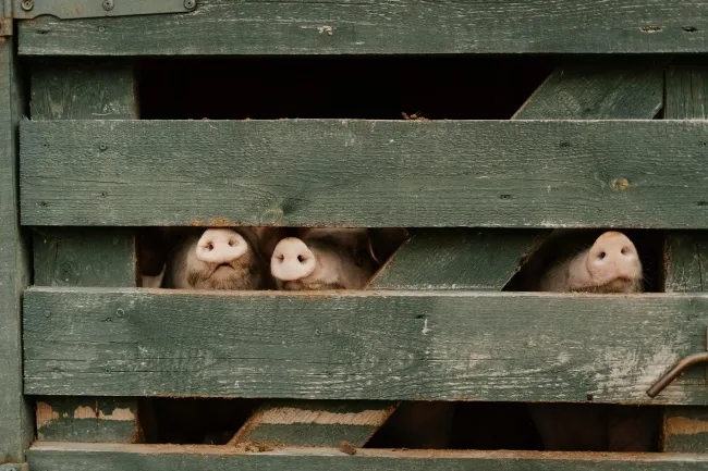 Pigs behind fence. Credit: Cotton Bro via Pexels. 