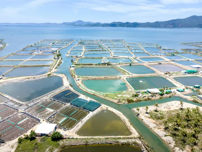 Photo of fish farms. Credit Quang Nguyen Vinh via Pexels.