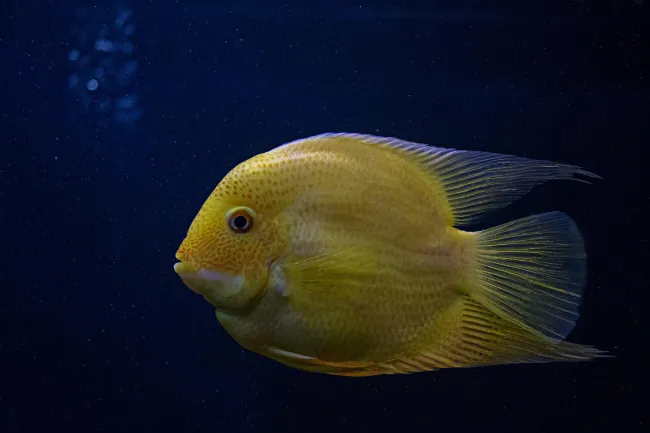 Photo of pretty fish. Credit: Samarth Singhai via Pexels. 