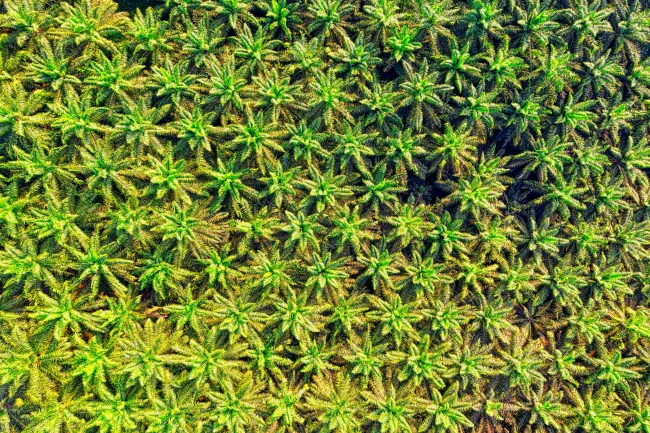Aerial view of palm plantation. Credit Tom Fisk via Pexels. 