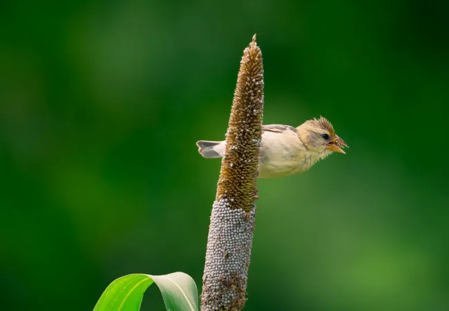 Millet with bird perching. Credit: Jayanth Muppaneni via Pexels