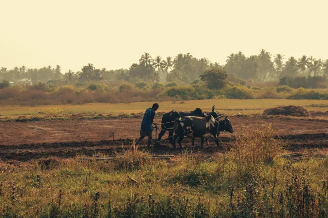 African farming. Credit Keith Lobo via PExels 
