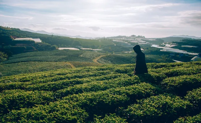 Plantation photo. Credit: Min An via Pexels. 