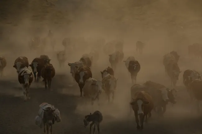 Cows in fog. Credit: Süleyman Şahan via Pexels