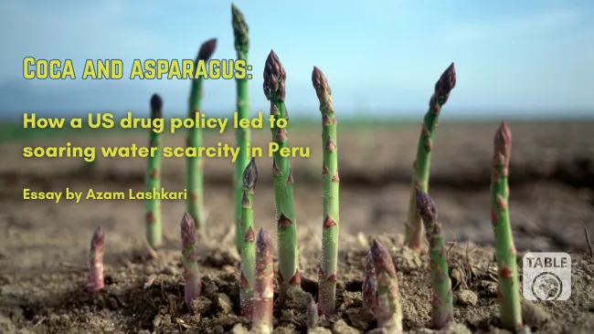 Image of asparagus shoots growing out of earth, with title overlaid: 'Coca and asparagus: how a US drug policy lead to soaring water scarcity in Peru'