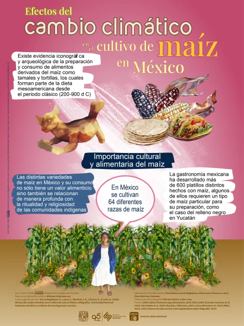 Infografía acerca de los efectos del cambio climático en el cultivo del maíz