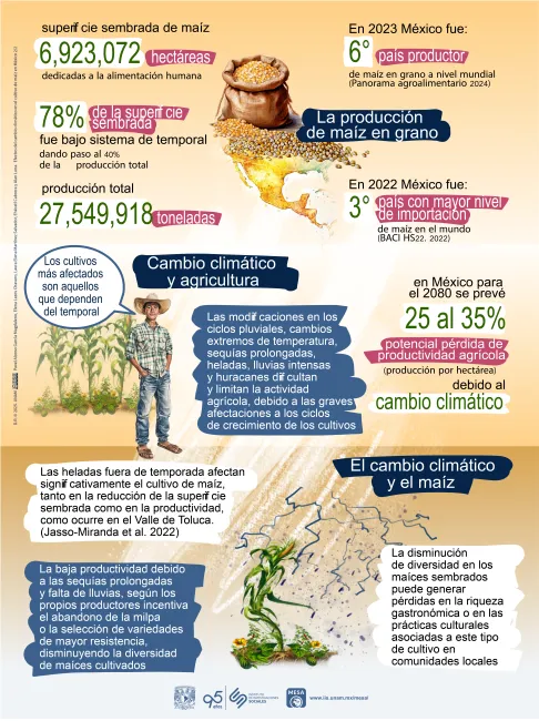Infografía acerca de los efectos del cambio climático en el cultivo del maíz, pagina 2