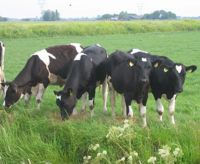 Creative commons licence 2.0, Hans Splinter, Flickr "some more cows"