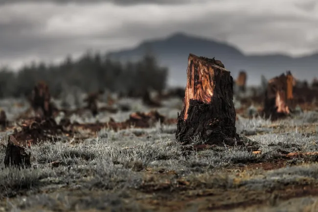 Image: Dudarev Mikhail, Stumps in the valley caused by deforestation and slash and burn types of agriculture in Madagascar, IPBES Media Resources