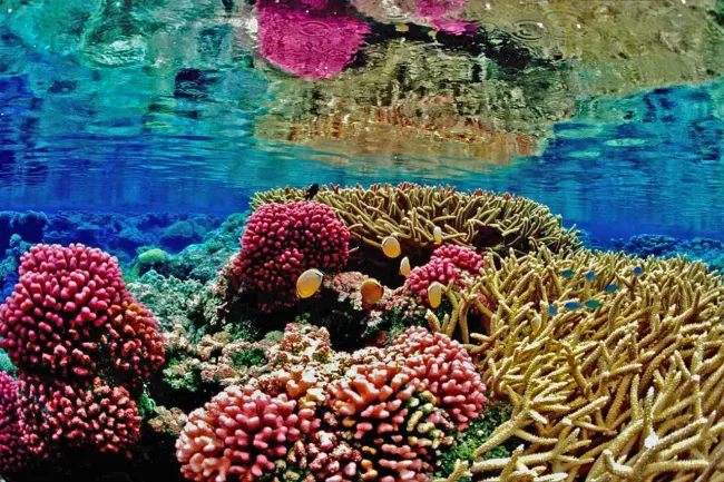 Image: Chaos07, Recife coral reef mar, Pixabay, CC0 Creative Commons Image: Chaos07, Recife coral reef mar, Pixabay, CC0 Creative Commons