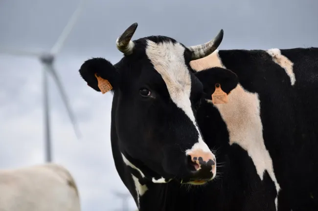 Image: JackieLou DL, Selective Focus Photography of Dairy Cow, Pexels, Pexels Licence