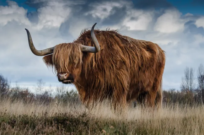 Photo credits: Pexels - https://www.pexels.com/photo/brown-yak-on-green-and-brown-grass-field-144234/