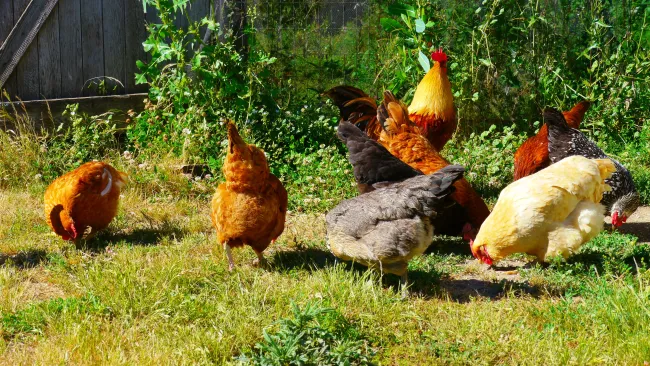 Chickens at Johnson Farms by Rick Obst via Flickr