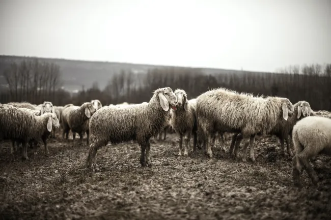 Photo credits: Pexels - https://www.pexels.com/photo/black-and-white-animals-sheep-flock-1469/