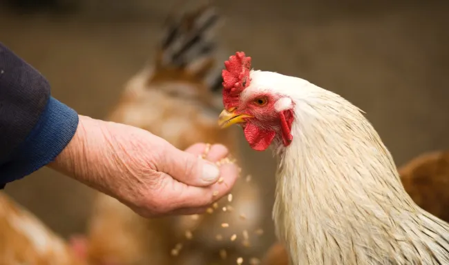 Image: VisionPic.net, Person feeding white chicken outdoor, Pexels, Pexels Licence