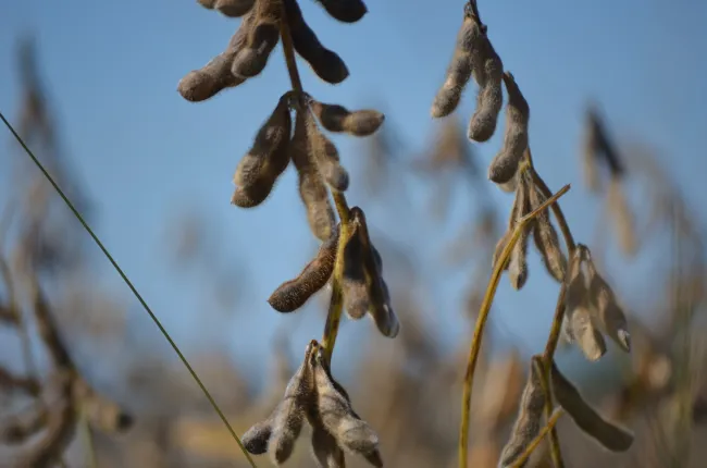 Photo credits: Pixabay - https://pixabay.com/photos/soybean-macro-soy-agriculture-778177/