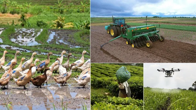 Photo credits: https://commons.wikimedia.org/wiki/File:Tea_workers_carrying_tea_sacks_JEG9535.jpg https://pxhere.com/en/photo/1169385 https://pixabay.com/nl/tractor-voertuigen-boerderij-387275/ https://pixabay.com/nl/het-spuiten-van-suikerriet-suikerriet-2746350/