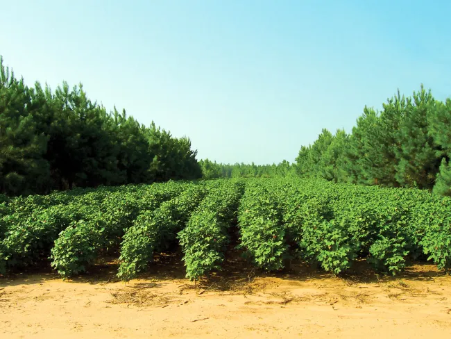 Image: USDA, Alley cropping, Flickr, Creative Commons Attribution 2.0 Generic
