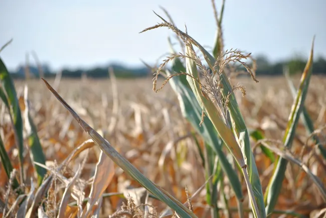 Image: Max Pixel, Plant field summer, Creative Commons CC0