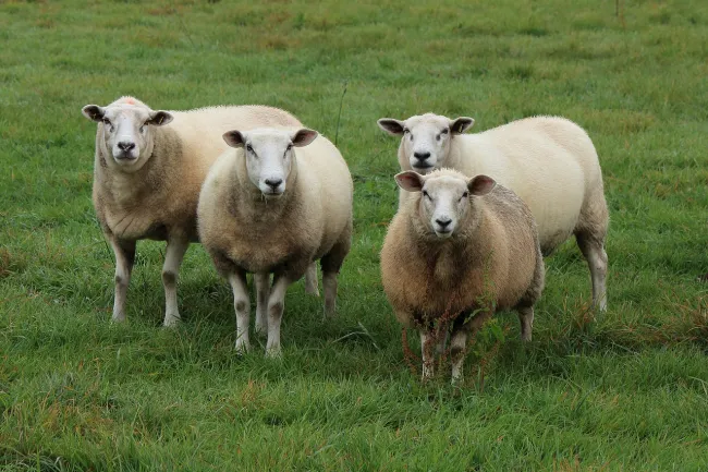 Image: herbert2512, Sheep flock of, Pixabay, Pixabay license Image: herbert2512, Sheep flock of, Pixabay, Pixabay license
