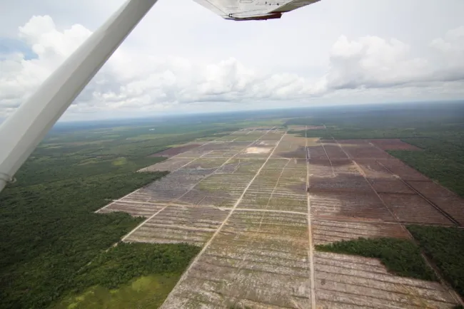 Image: glennhurowitz, Recent deforestation on peatland for palm oil plantation, Flickr, Creative Commons Attribution-NoDerivs 2.0 Generic 