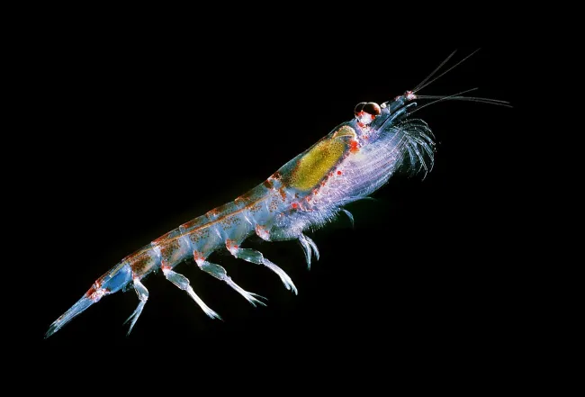 Image: Uwe Kils, Antarctic krill (Euphausia superba), Wikimedia Commons, Creative Commons Attribution-Share Alike 3.0 Unported Image: Uwe Kils, Antarctic krill (Euphausia superba), Wikimedia Commons, Creative Commons Attribution-Share Alike 3.0 Unported