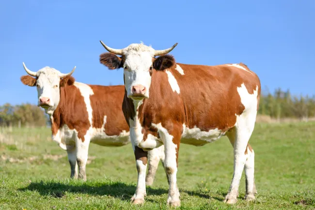 Image: Max Pixel, Cows on pasture, CC0 Public Domain