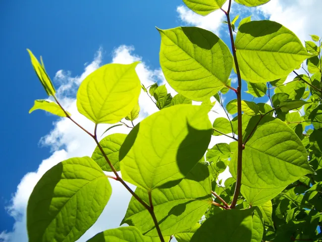 Image: Angus MacAskill, Japanese knotweed 2, Flickr, Creative Commons Attribution 2.0 Generic