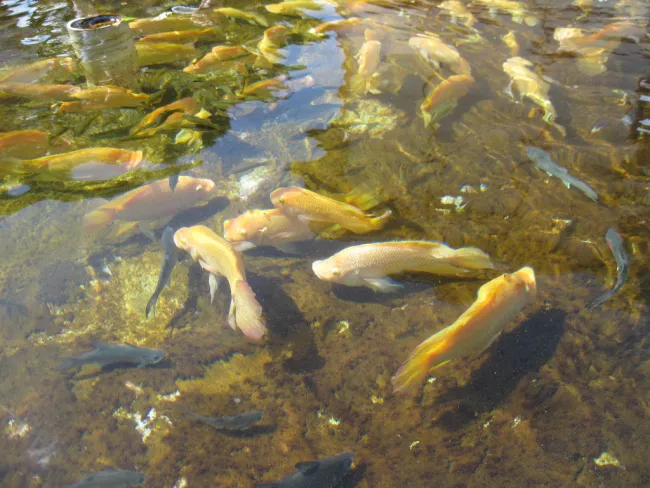 Image: Bytemarks, Aquaculture, Flickr, Creative Commons Attribution 2.0 Generic