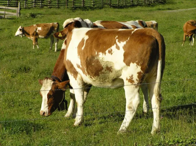 Image: Apostolos, Cow, Flickr, Creative Commons Attribution 2.0 Generic