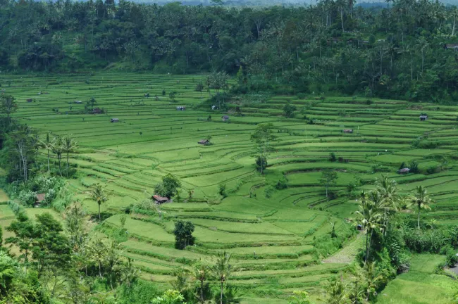 Image: Cazz, Terraced rice paddies, Flickr, Creative Commons Attribution 2.0 Generic Image: Cazz, Terraced rice paddies, Flickr, Creative Commons Attribution 2.0 Generic
