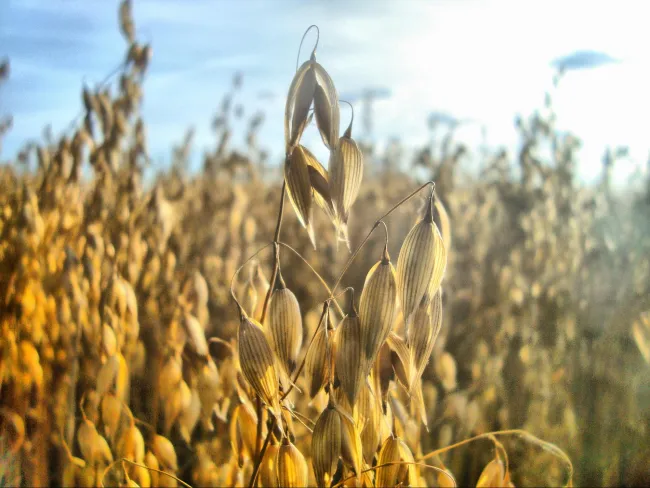 Image: David J, Oats, Flickr, Creative Commons license 2.0 generic.