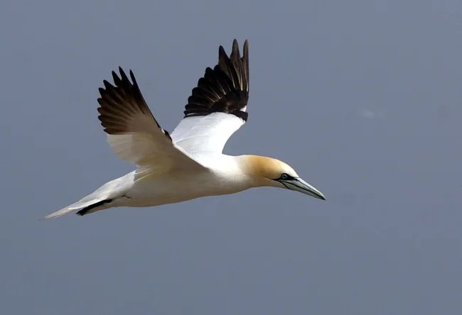 Image: jacme31, Northern Gannet flying on Bonaventure Island in Gaspesie, Quebec, Canada, Wikimedia Commons, Creative Commons Attribution-Share Alike 2.0 Generic